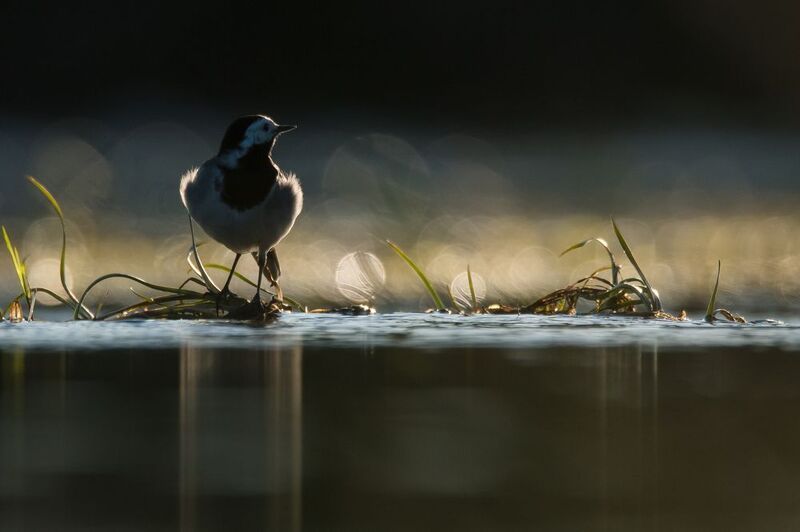 белая трясогузка *** фото превью