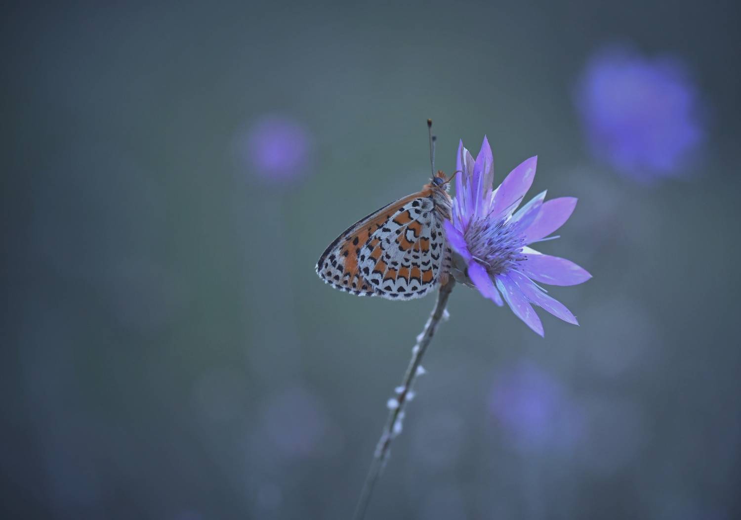 , Герчев Николай