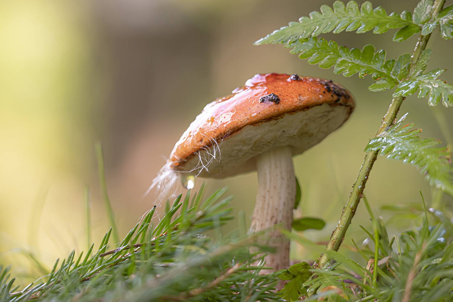 , Бурикова Екатерина