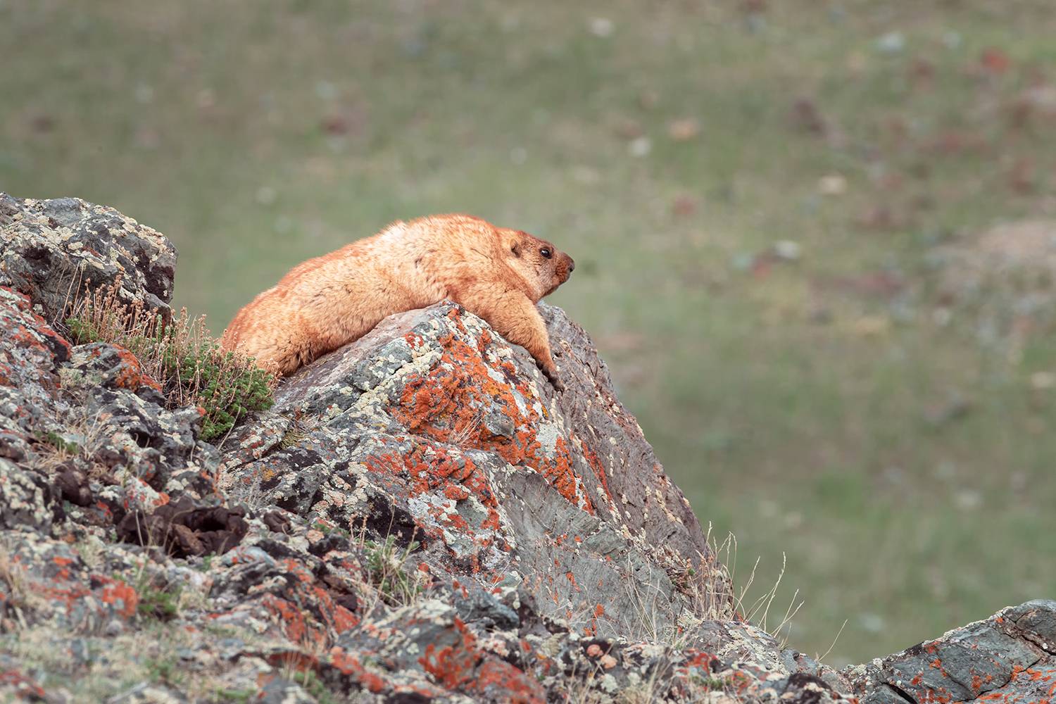 сурок, сурки, алтай, горный алтай, сайлюгемский национальный парк, Андреева Светлана