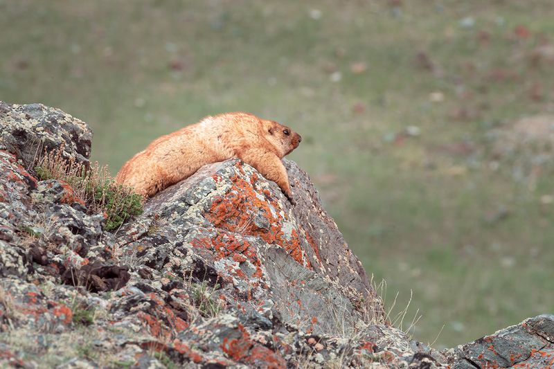сурок, сурки, алтай, горный алтай, сайлюгемский национальный парк На отдыхе фото превью