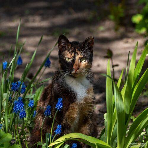 Весенняя кошка