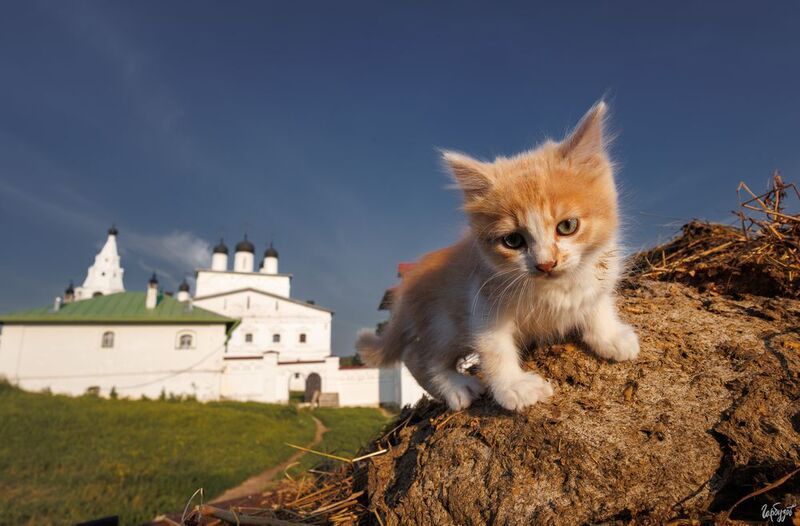 Всех в международным днём кошек! фото превью