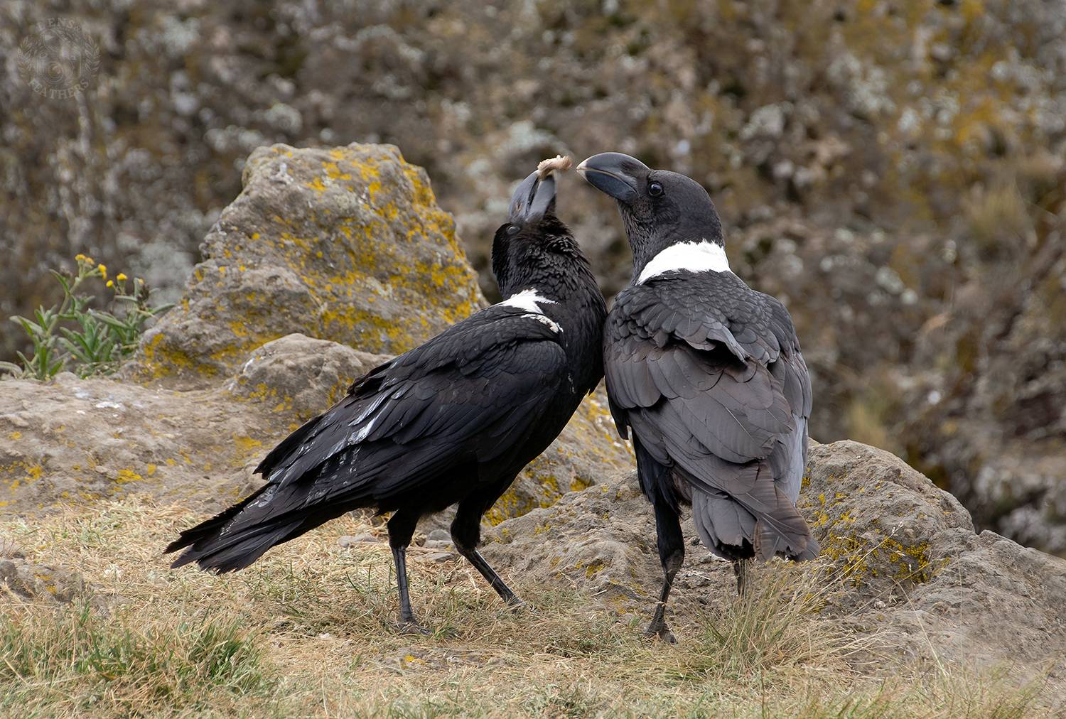 , Евгени Стефанов