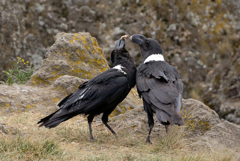 Lens and Feathers фото превью