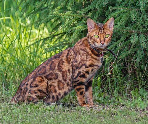 1 марта - ДЕНЬ кошек (4 ФОТО)