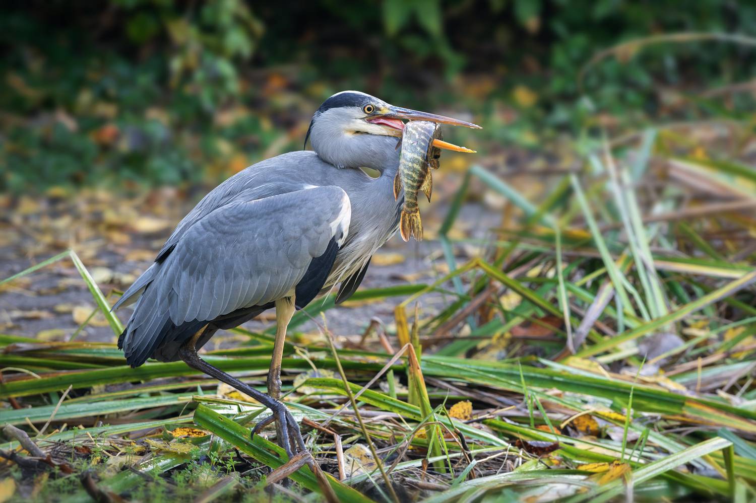 серая цапля, щука, ardea cinerea, grey heron, pike, Наталья Паклина