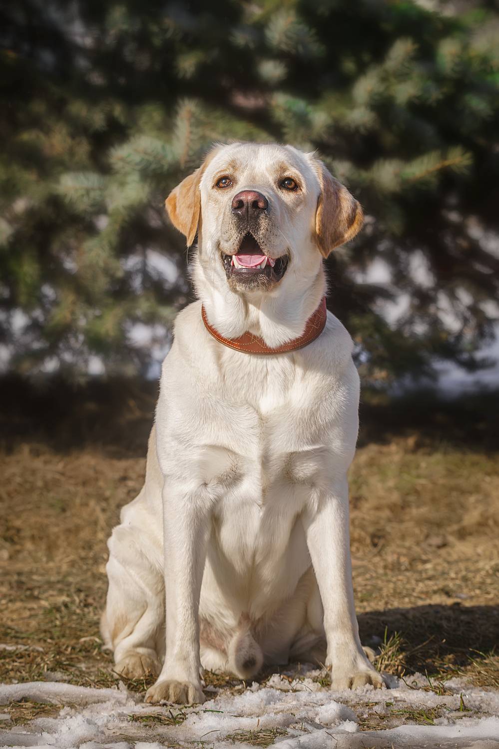 , Корнеев Алексей