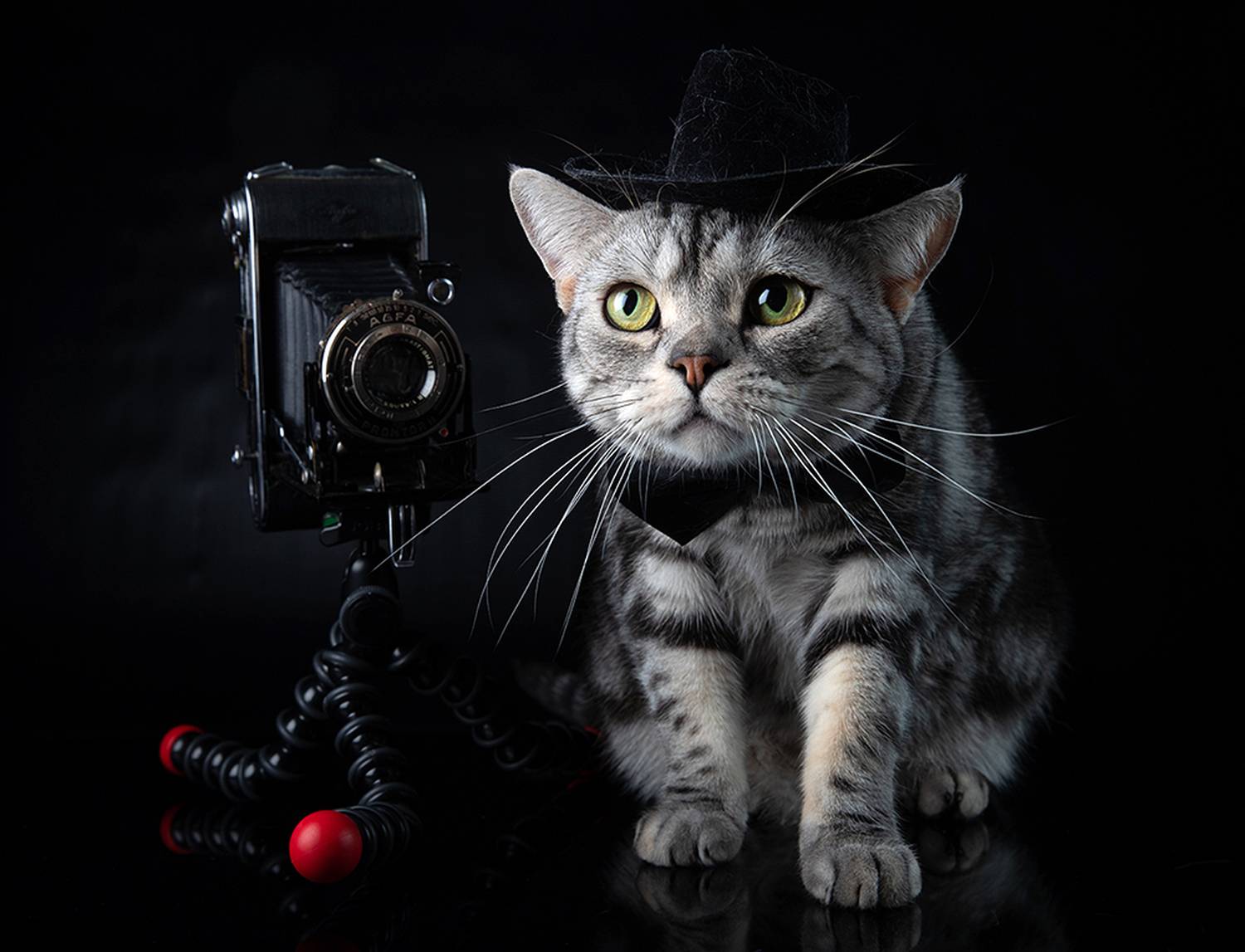 сat, кошка, животные, кошки,американский короткошерстный кот, american shorthair cat, день кошек, домашнии питомцы, Etkind Elizabeth