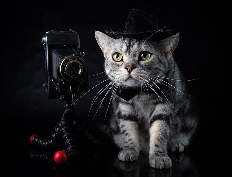 сat, кошка, животные, кошки, американский короткошерстный кот, american shorthair cat, день кошек, домашнии питомцы Маркиз -  С Днем Кошек! фото превью