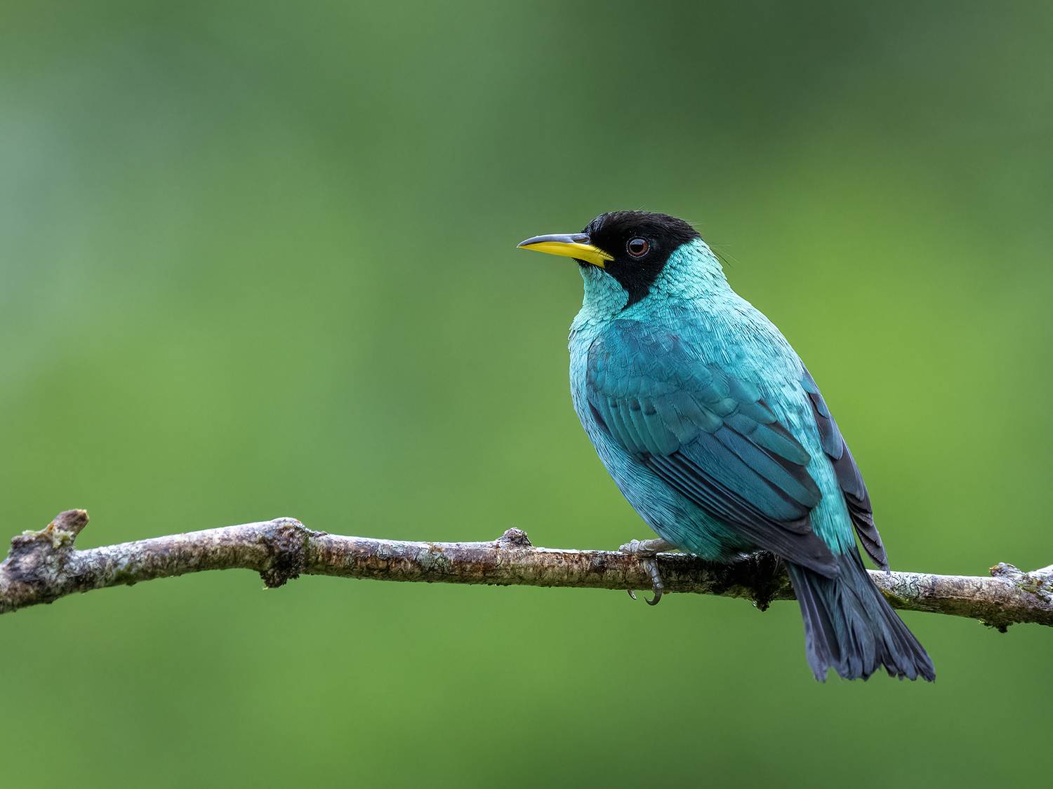 , Fernando Burgalin Sequeira