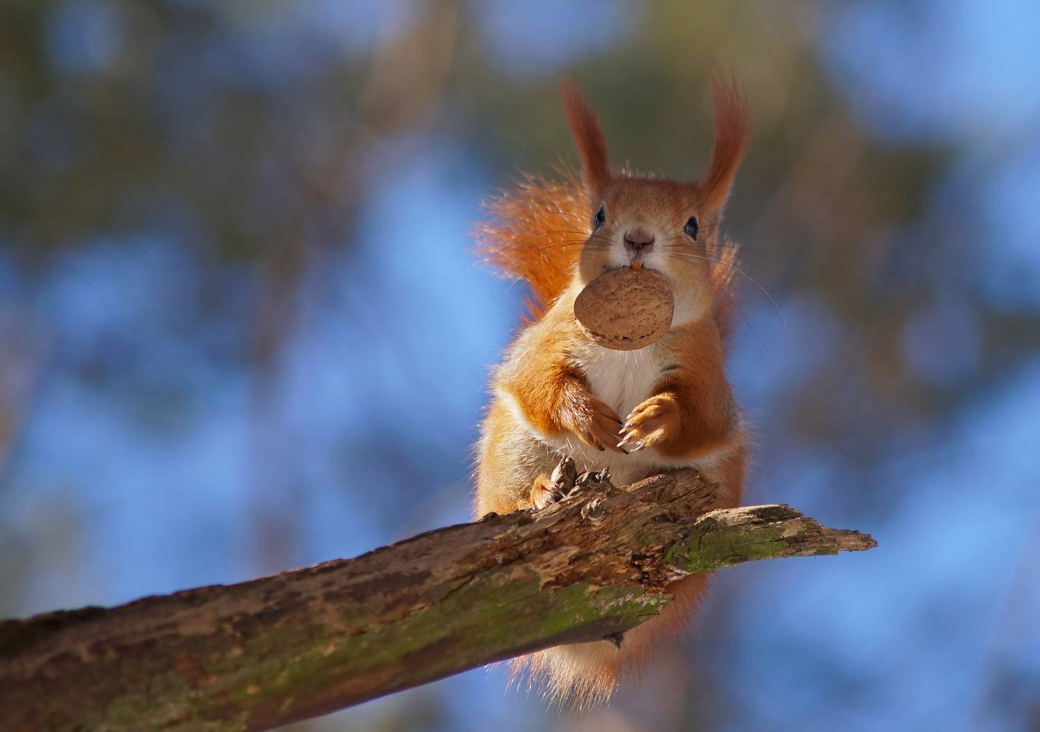 , Чепленко Алексей