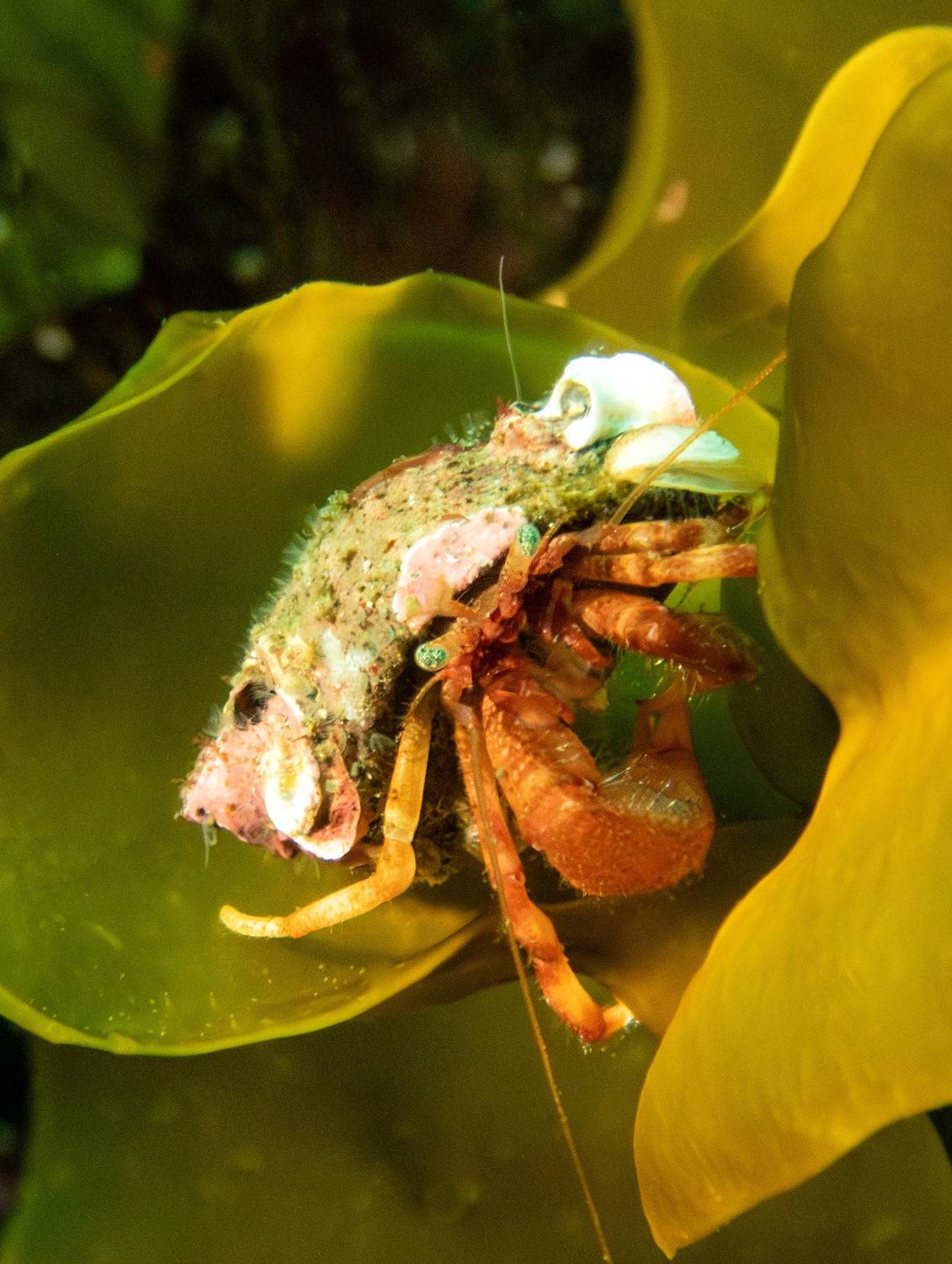 , Всеволод Сахновский