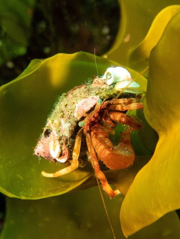 Рак отшельник фото превью