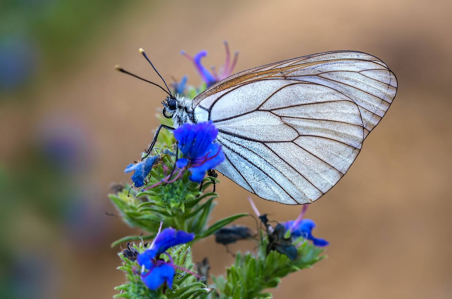 насекомые, бабочка, белянка, боярышница, Борис Новиков