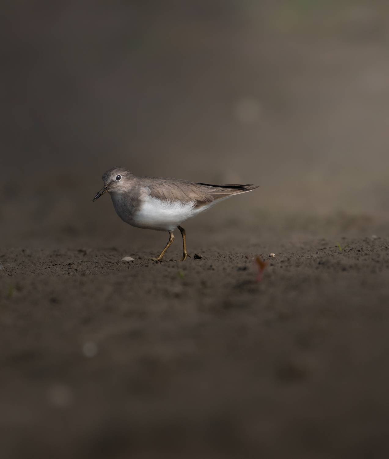 Wildlife, Sagar Mondal