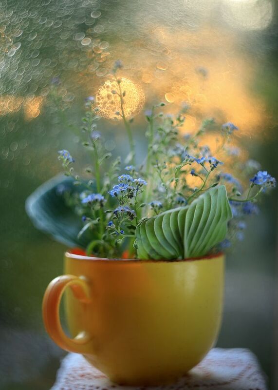 весна, незабудки, гелиос 44-3,солнце,салют весне, Ирина Горюкина Все на свете любовь фото превью