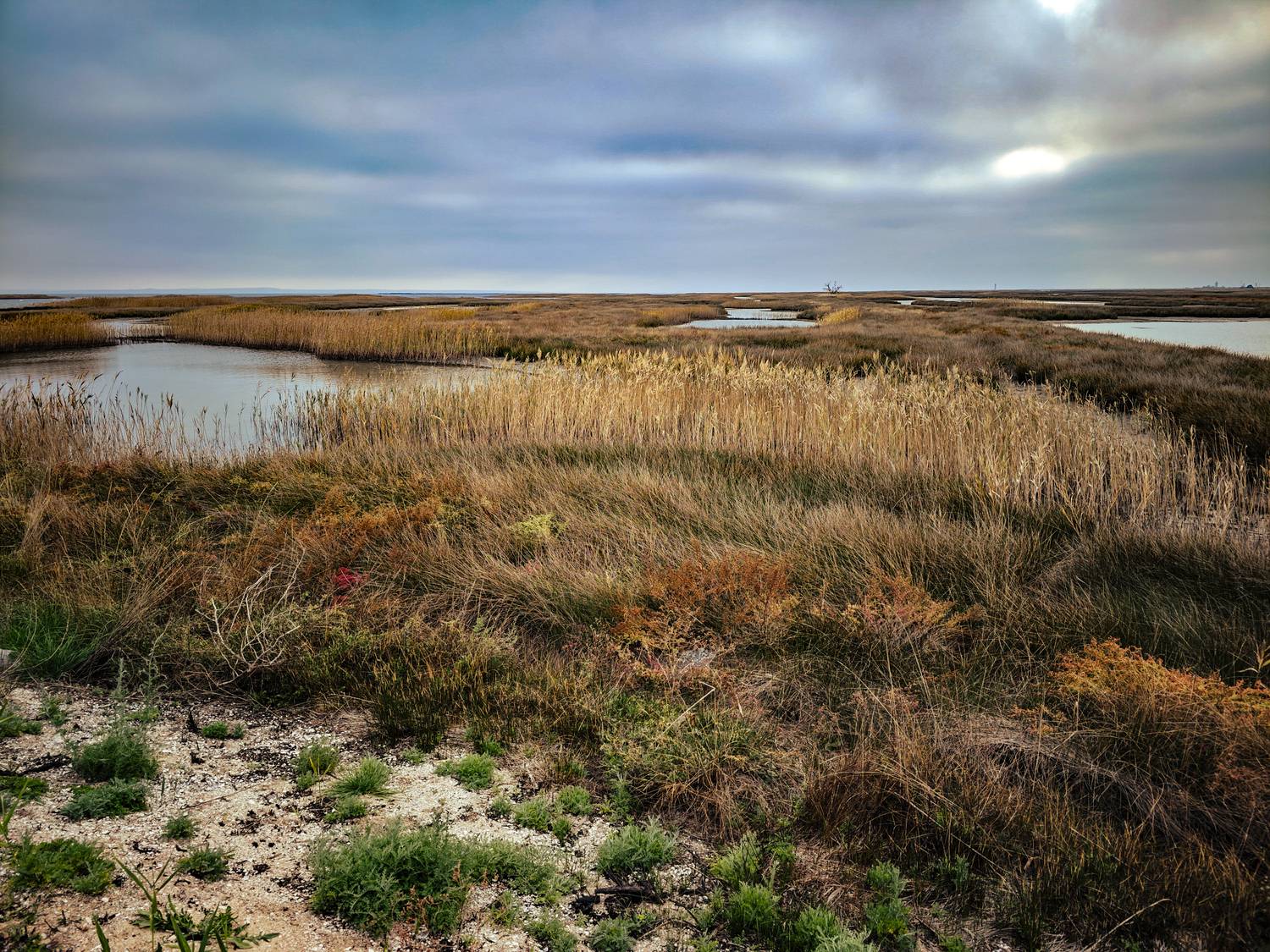 , Елена Литовская