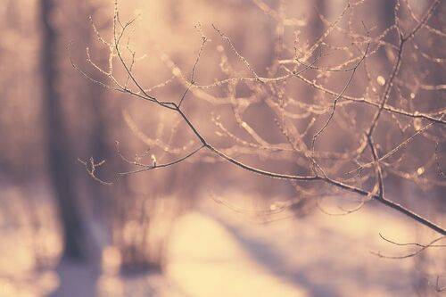 Hoarfrost