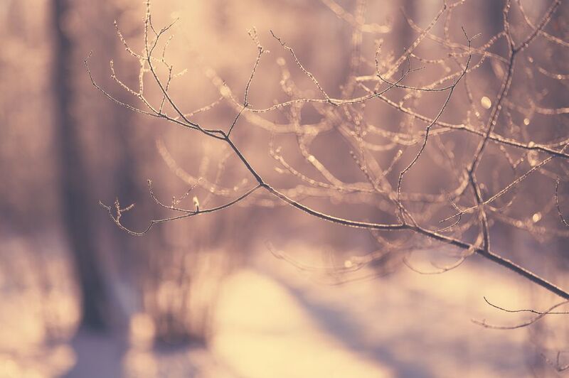 hoarfrost, ice, cold, winter, forest, branch, sunlight, sunset, evening, tree, winter, snow Hoarfrost фото превью