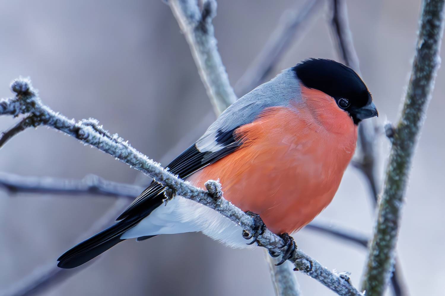 снегирь, Морозов Сергей