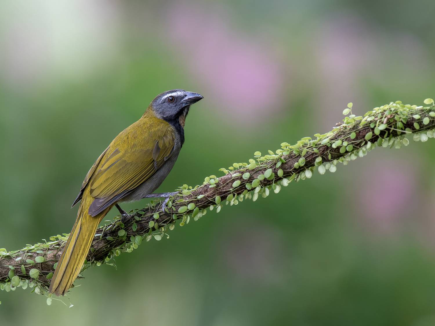 , Fernando Burgalin Sequeira