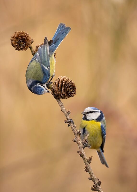 Titmouse фото превью