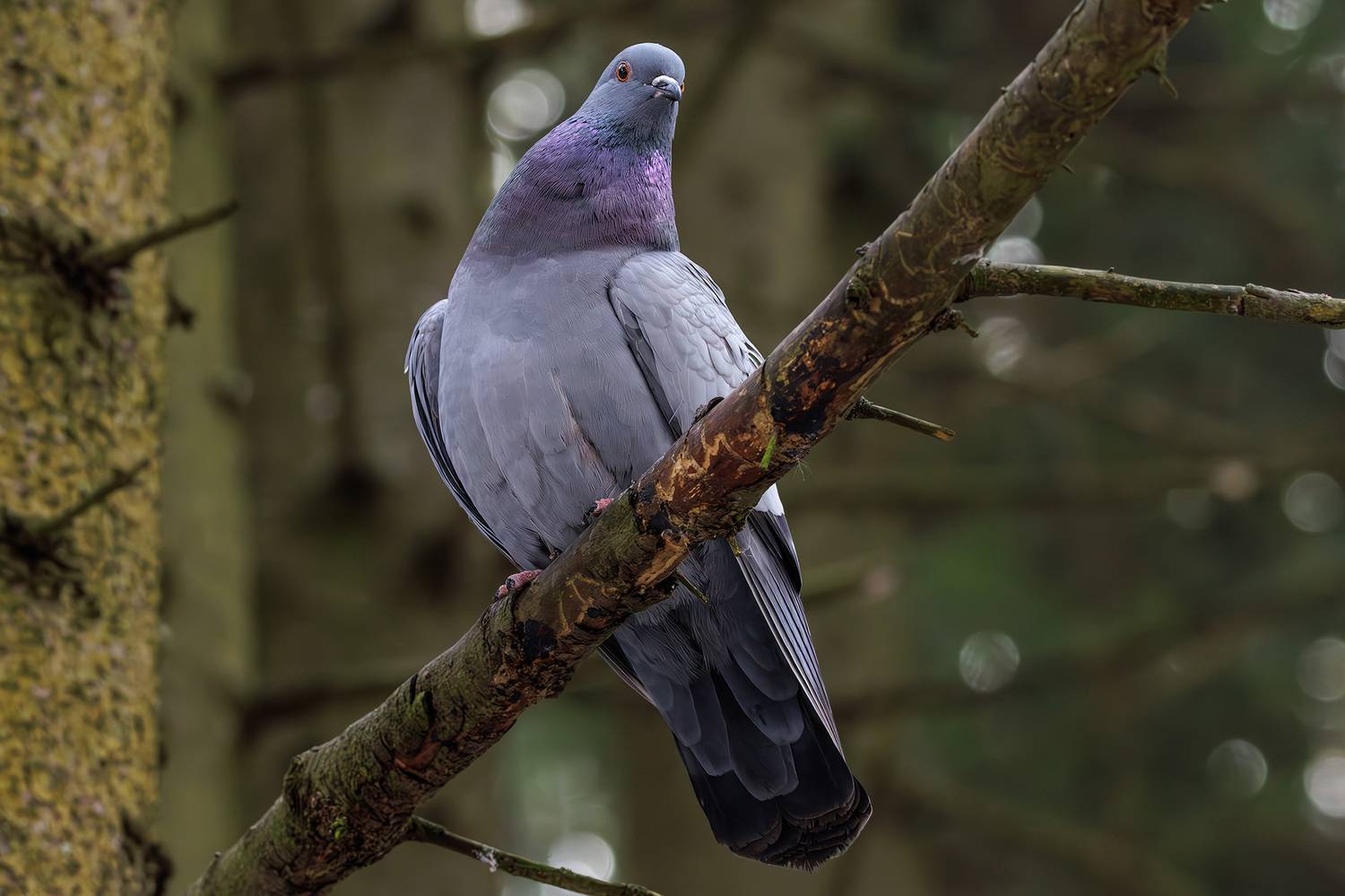 , Морозов Сергей