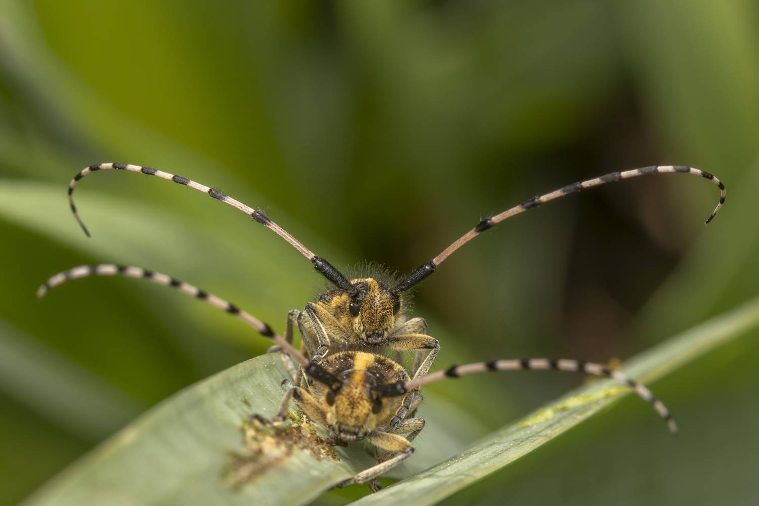 macro, insects, nature, Nikolay Tatarchuk