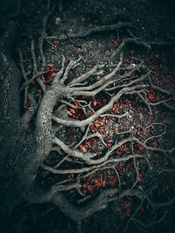 Корни фото превью