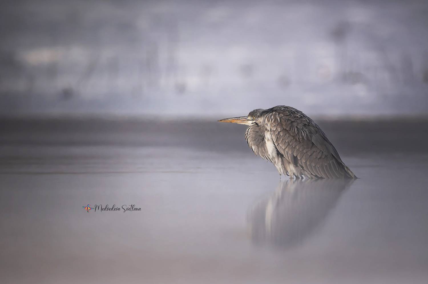 фотоохота, птица, цапля, серая цапля, Медведева Светлана