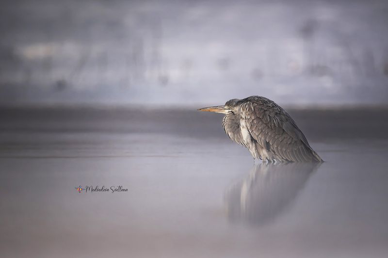 Утро туманное... фото превью