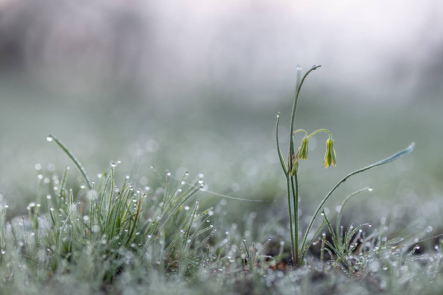 первоцвет, весна, свет, гусиный лук, воронеж, россия, геннадий мещеряков, nikon d850, carl zeiss makro-planar t* 100mm f/2 zf.2, Мещеряков Геннадий