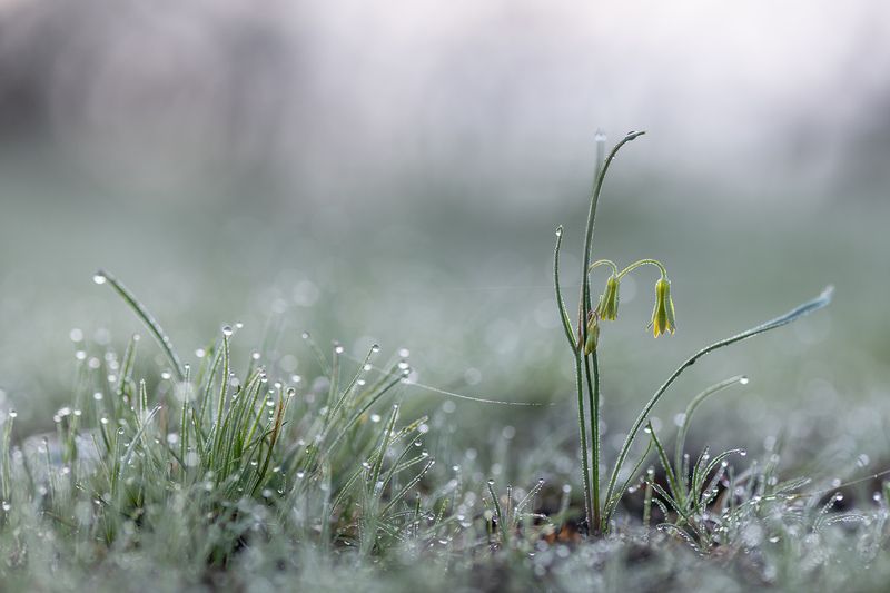 первоцвет, весна, свет, гусиный лук, воронеж, россия, геннадий мещеряков, nikon d850, carl zeiss makro-planar t* 100mm f/2 zf.2 Весна, лето, осень, зима... и снова весна. фото превью