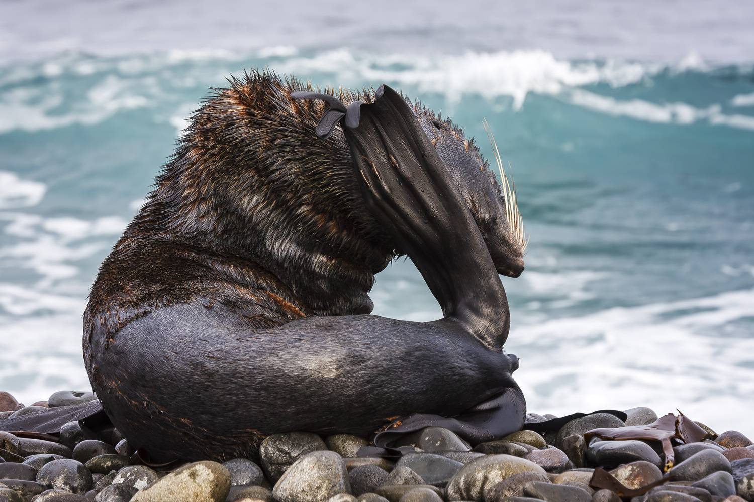 северный морской котик, морские млекопитающие, Уткин Дмитрий