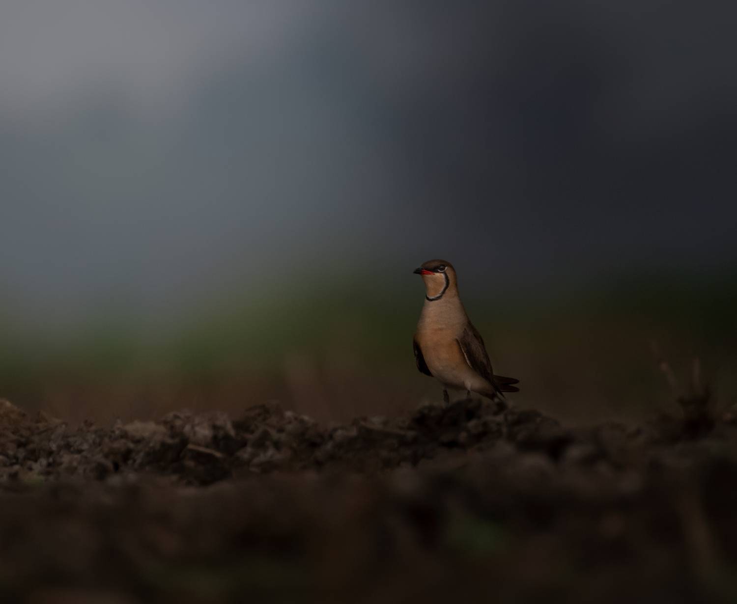 #Wildlife #bird #nature, Sagar Mondal
