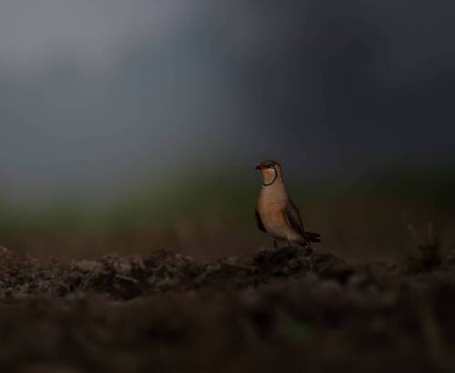 Play with light and shadow