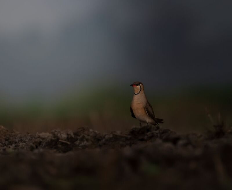 #Wildlife #bird #nature Play with light and shadow фото превью