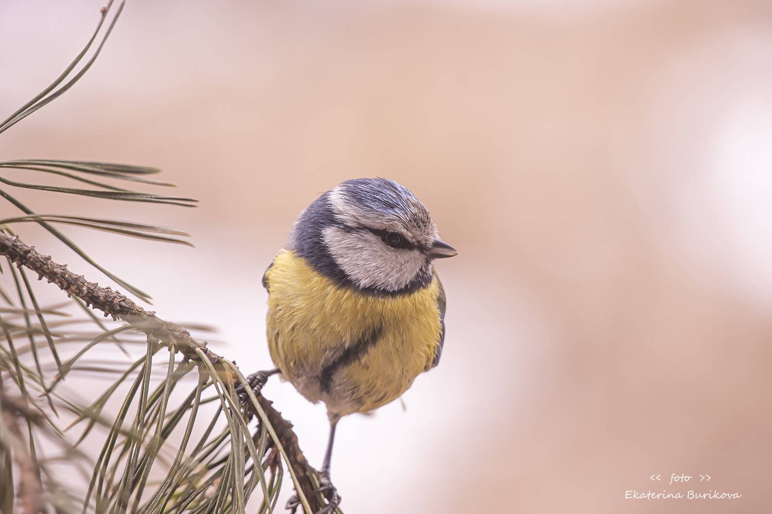 , Бурикова Екатерина