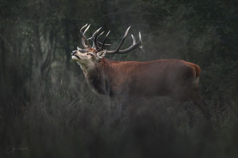 олень, беларусь, гон, deer, rut, осенний гон, красный бор, олени, осень, рассвет, red deer, туман, беларусь, красный бор В лесной тиши фото превью