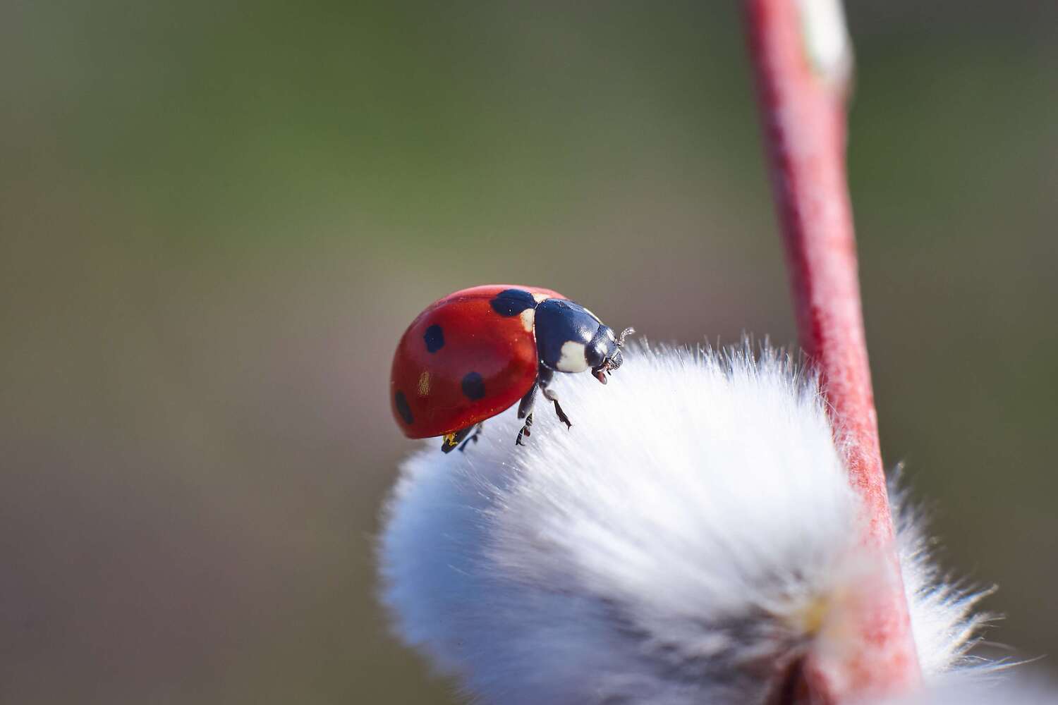 volgograd, russia, macro, macro photo, macro photography, , Павел Сторчилов