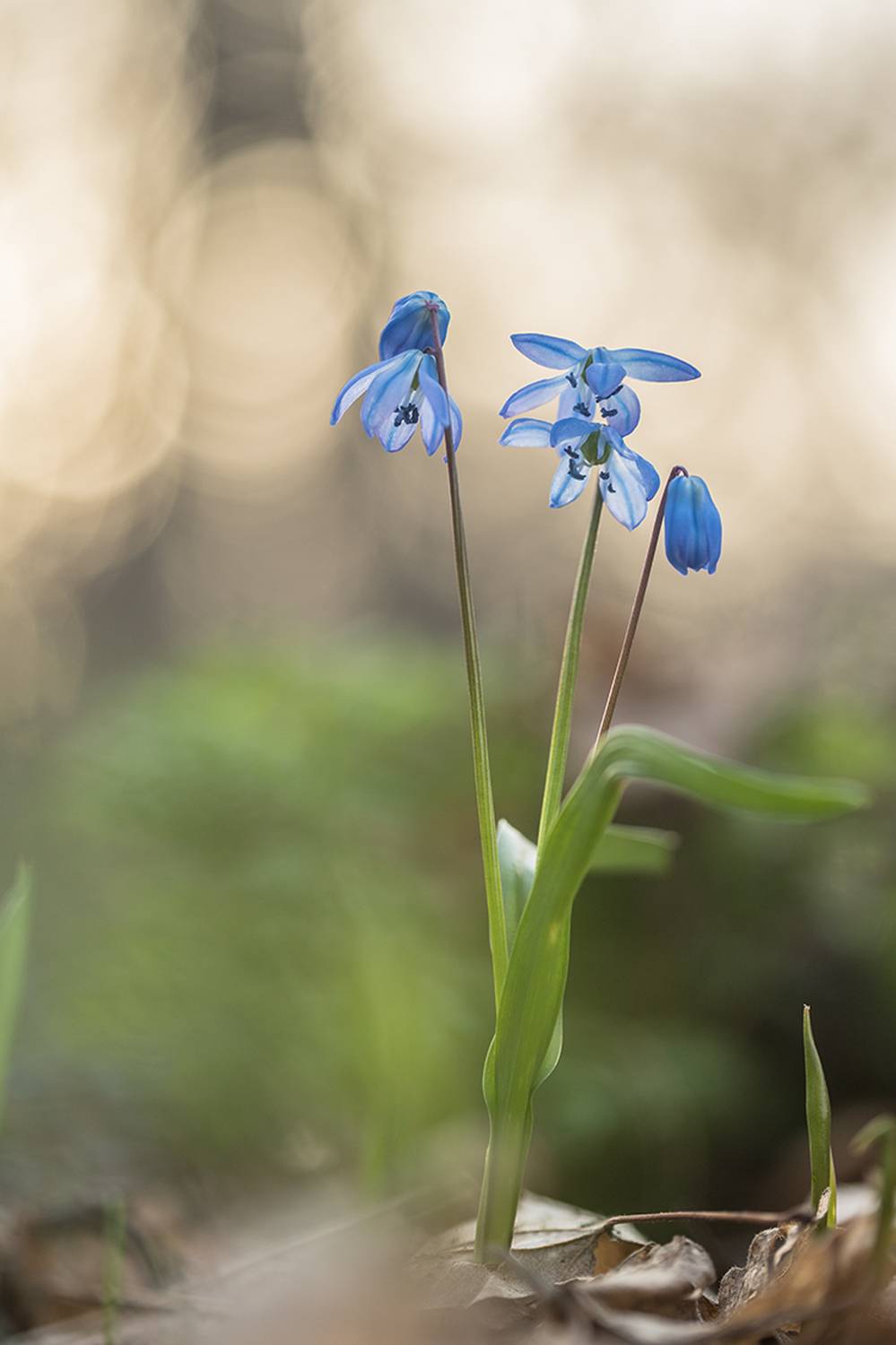 , Илья Михеев