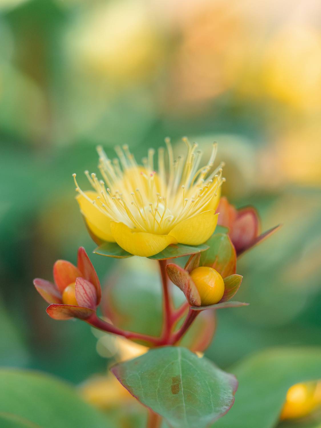 , Ирина Протченко