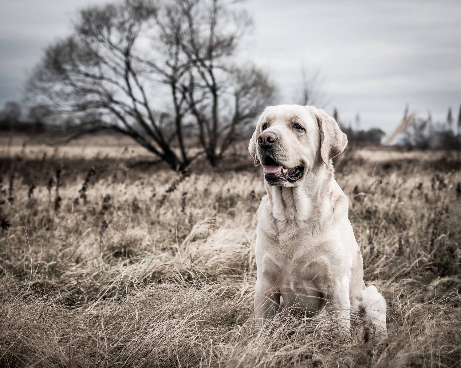 , Андрей Худзиев