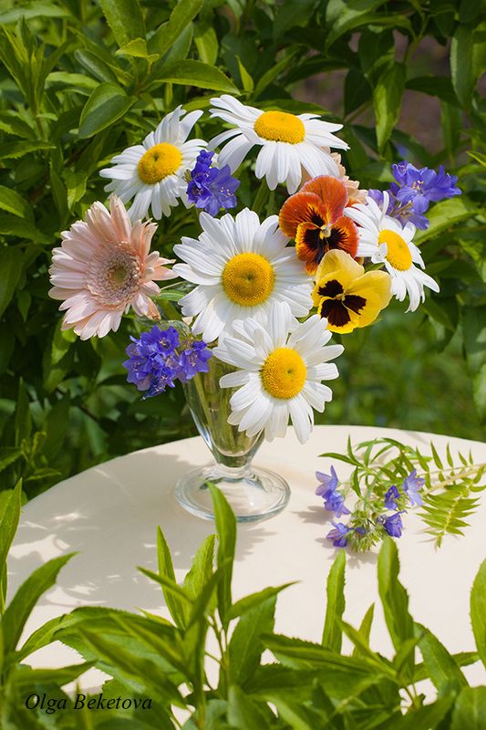 натюрморт цветы ромашки Ромашки и анютины глазки фото превью