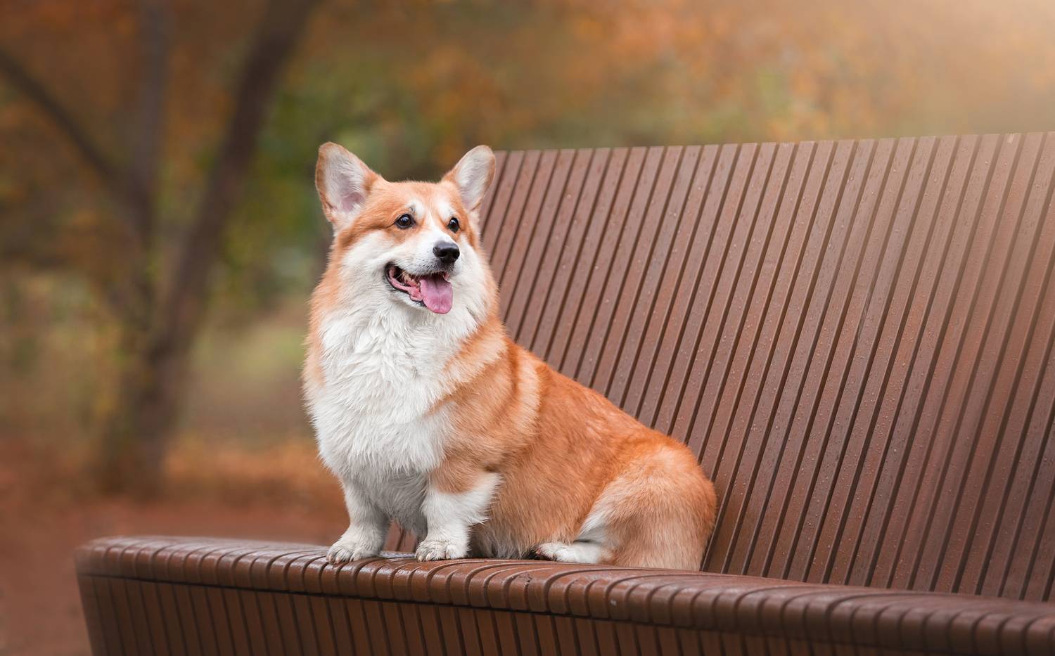 , Наталья Степанова