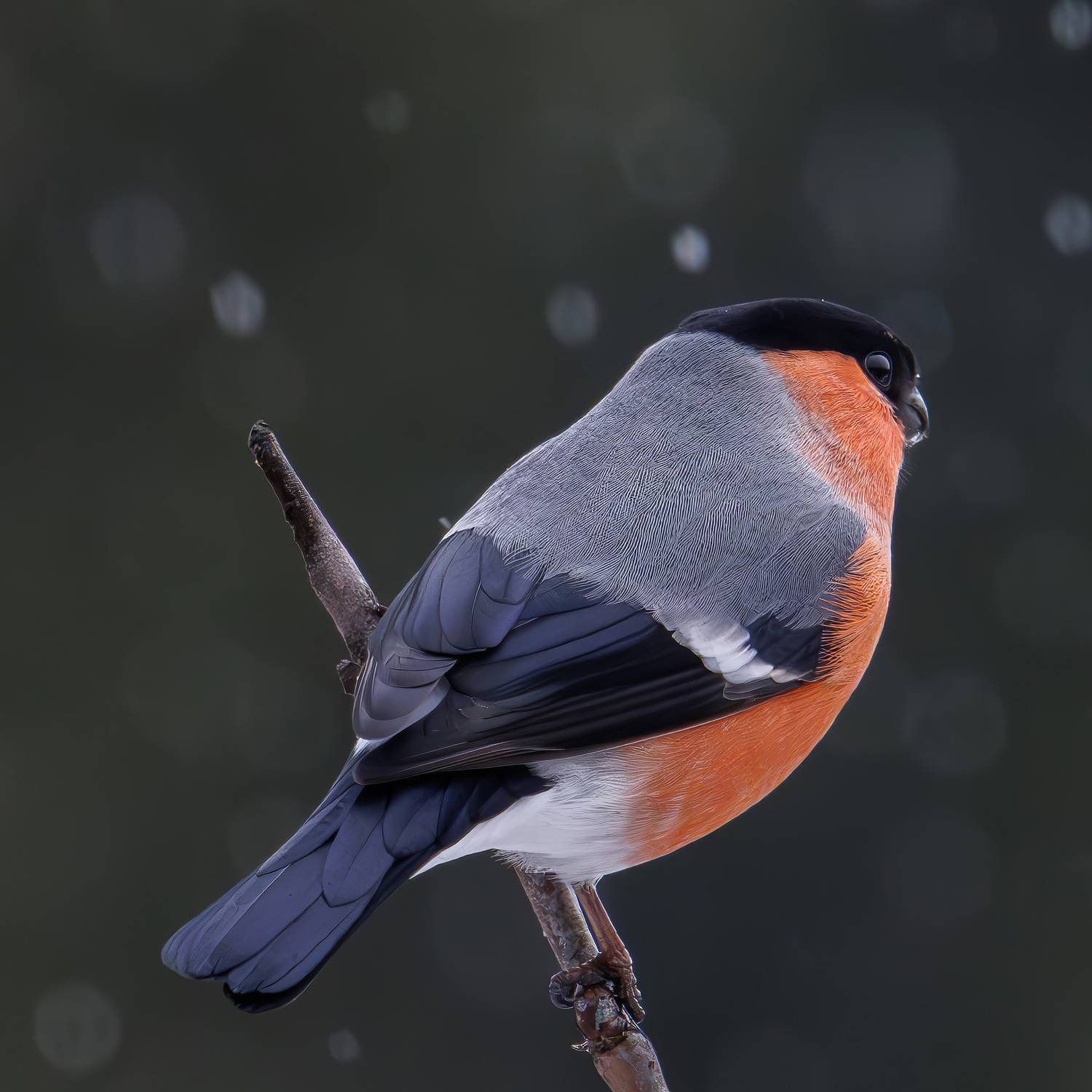 , Морозов Сергей