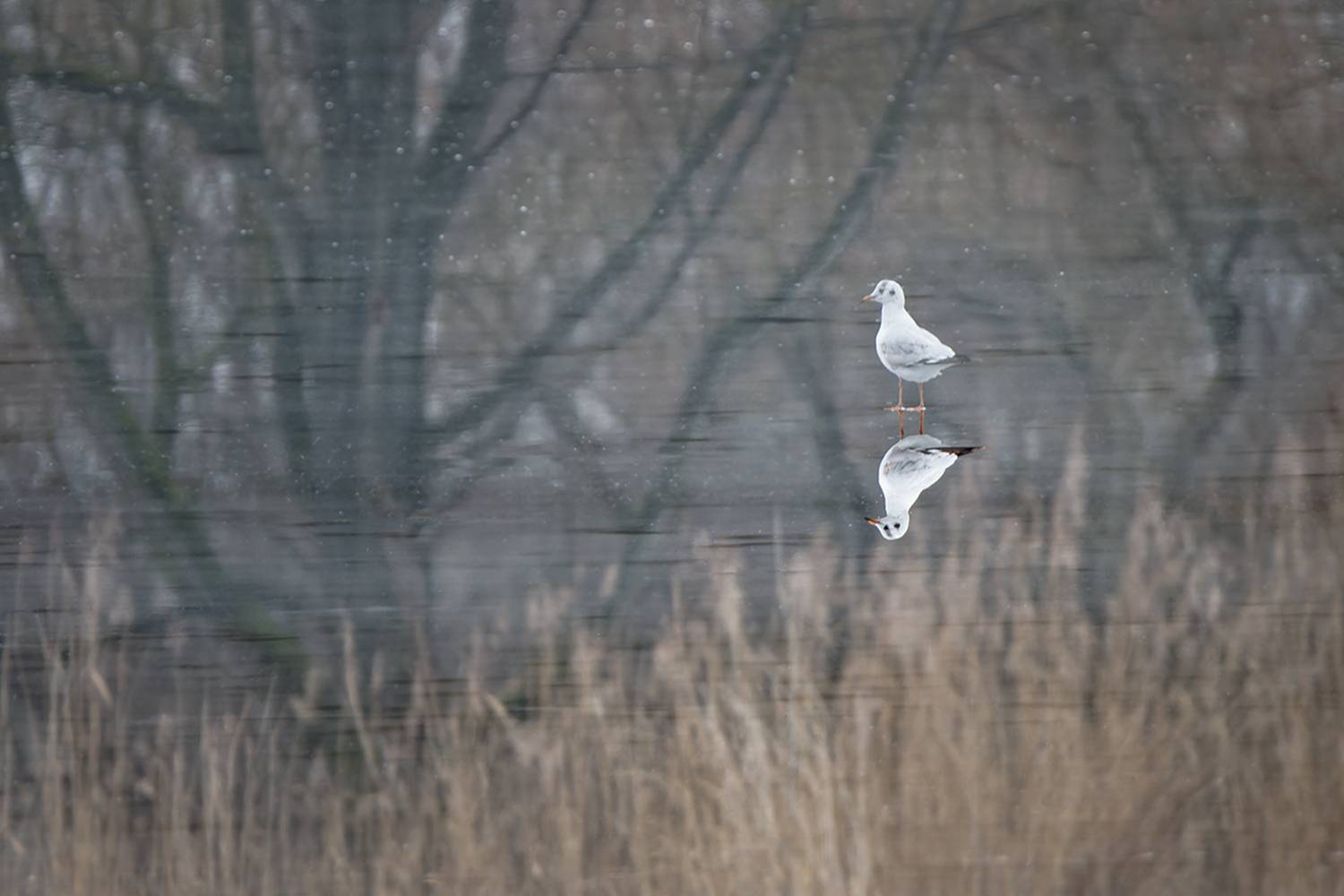 птица, чайка, чайка озерная, bird, seagull, Хилько Марина