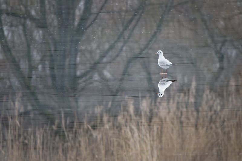 птица, чайка, чайка озерная, bird, seagull В отражении.. фото превью