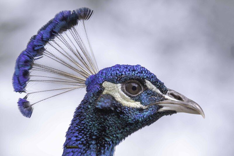 Peafowl фото превью